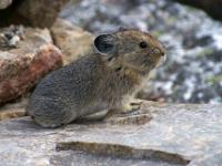 Pfeifhase (Pika) auf Felsplatte - Jasper NP